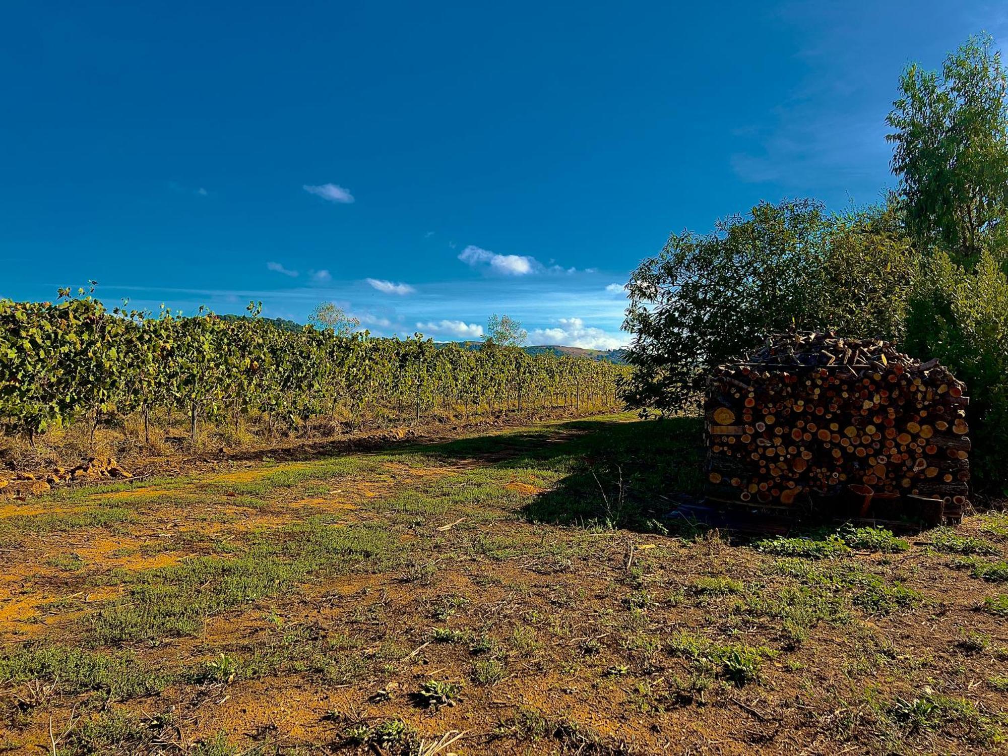 Carpine Agriturismo Bio In Maremma Alberese Exterior photo